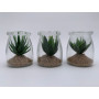 VEA PIANTA GRASSA MINI VASO VETRO DM.7X8